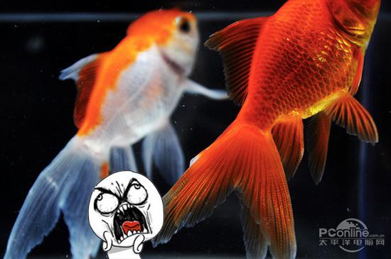 挑战iPhone的斗鱼壁纸 拍摄过程真酸爽|拍摄技