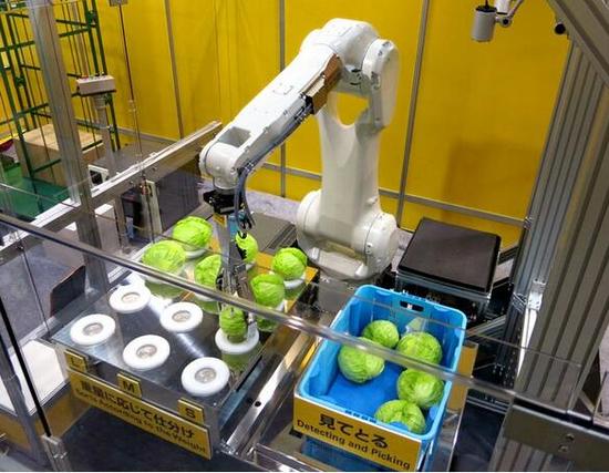 机器人变身切菜能手 受到各加工厂青睐|机器人