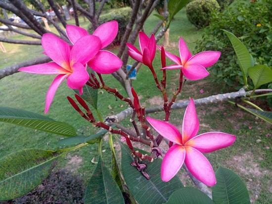 金立M6摩卡金版评测:高颜值安全手机-新华网广