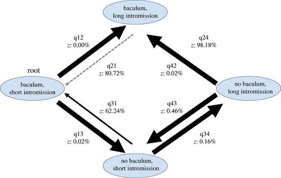 F2.large.jpg 上图:灵长类动物“阴茎骨”与交配时间的“协同进化”。