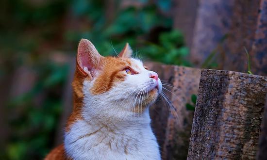 镜头怎么选? 简析佳能EF镜头命名规律|配件|佳