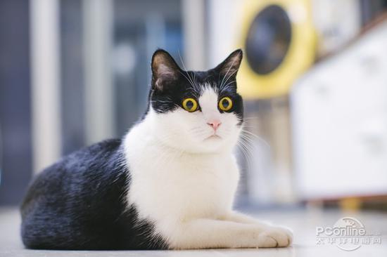 佳能EOS M5转接EF 50mm F1.2L拍摄