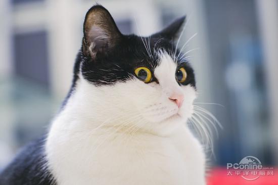 佳能EOS M5转接EF 50mm F1.2L拍摄