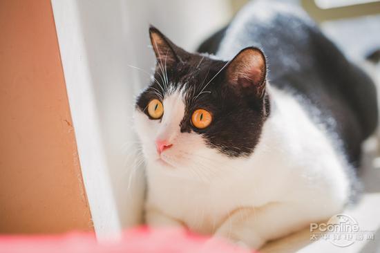 佳能EOS M5转接EF 50mm F1.2L拍摄