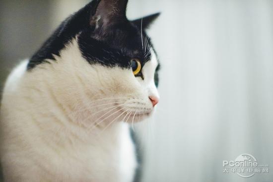 佳能EOS M5转接EF 50mm F1.2L拍摄