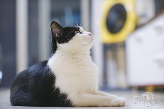 佳能EOS M5转接EF 50mm F1.2L拍摄