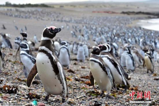    近日，阿根廷旁塔汤布岛，企鹅登陆该岛。  