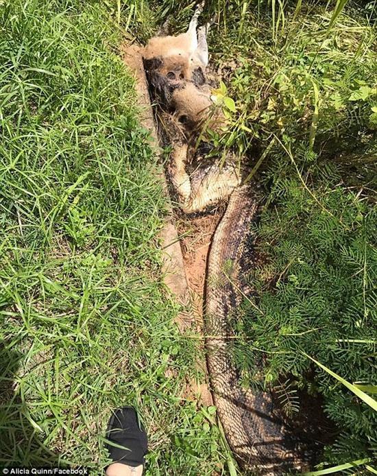 澳大利亚6米紫晶蟒吞食袋鼠:块头太大被噎死