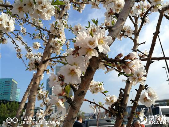 新一代徕卡双摄 华为P10拍照样张对比同门Ma