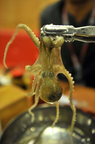章鱼世界:盘点章鱼超怪异事实:3个心脏9个大脑