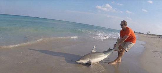 美男子将鲨鱼拖上岸 取掉其身上鱼线放归大海