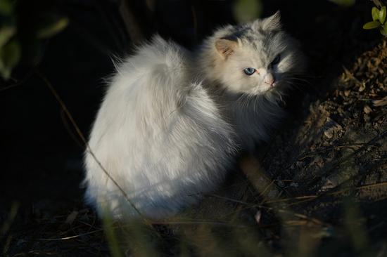 人像大光圈 索尼FE 85mm F1.8镜头评测|配件|