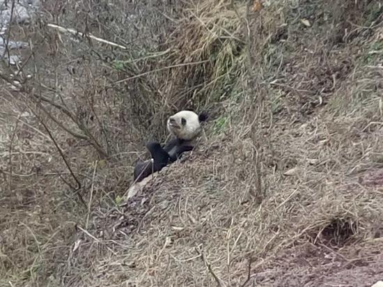 熊猫吃人案:四川目击野生大熊猫下山:啃食村民山羊
