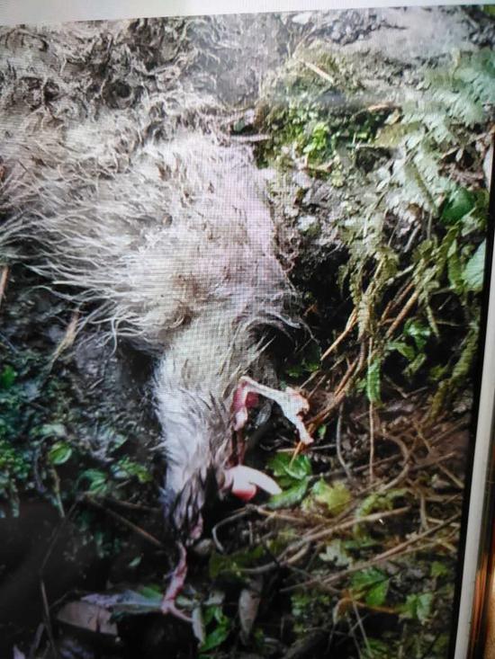熊猫吃人案:四川目击野生大熊猫下山:啃食村民山羊
