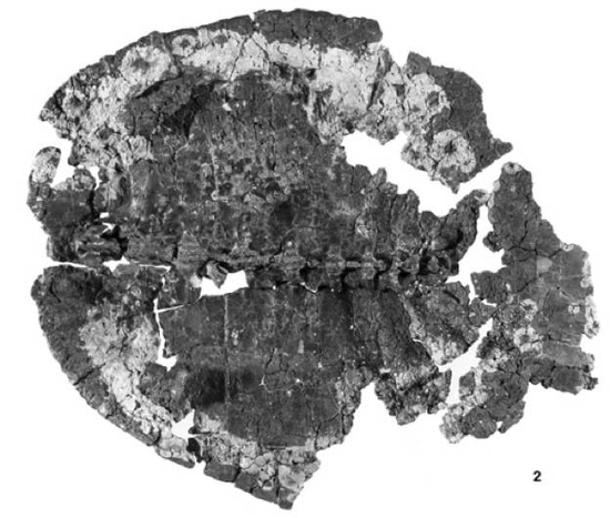 缩头乌龟:“缩头乌龟”可能非但不是胆小,而是为了凶残地捕猎 图3 Xinjiangchelys qiguensis。图:Matzke et al。