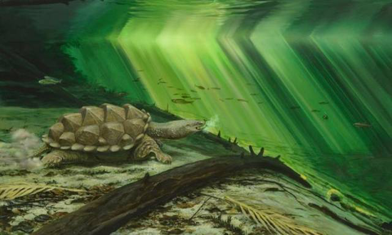 缩头乌龟:“缩头乌龟”可能非但不是胆小,而是为了凶残地捕猎 Platychelys oberndorferi在古环境中的生活场景重建。图:P. R?schli ,来源:论文原文