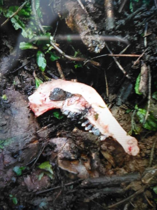 熊猫吃人案:四川目击野生大熊猫下山:啃食村民山羊