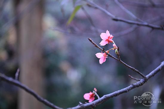 最近对焦距离拍不出“花之大”