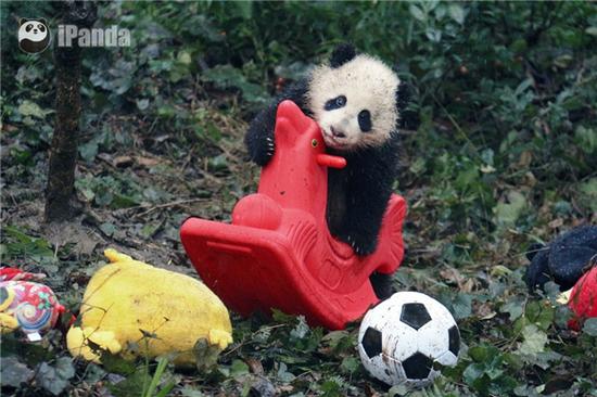 激萌!奶妈收走玩具小马大熊猫福顺怒而打滚 各种换着姿势作……