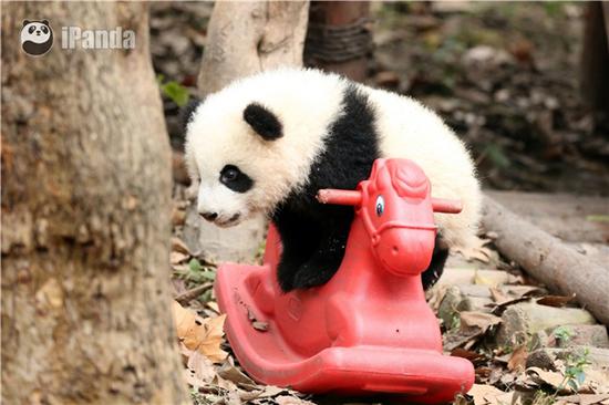 激萌!奶妈收走玩具小马大熊猫福顺怒而打滚 然后老司机就翻车了……