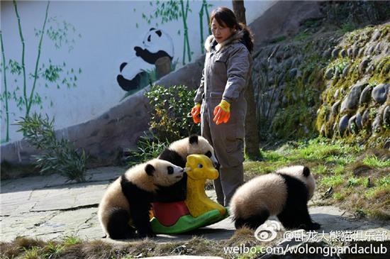 激萌!奶妈收走玩具小马大熊猫福顺怒而打滚 小马被奶妈抱走,福顺会那么暴躁也可以理解了……