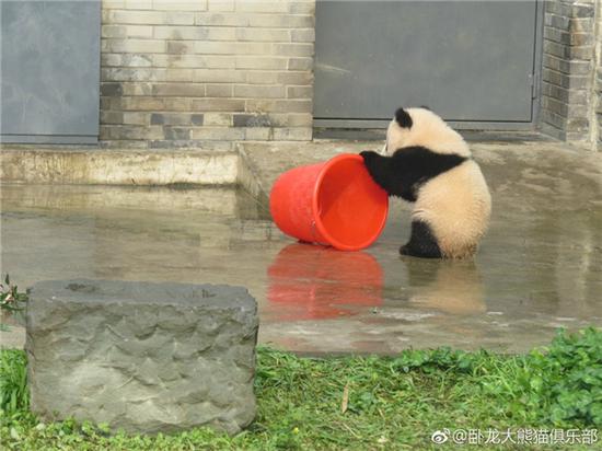 激萌!奶妈收走玩具小马大熊猫福顺怒而打滚 总觉得里面有吃的,进去看看~
