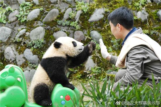 激萌!奶妈收走玩具小马大熊猫福顺怒而打滚 有些熊则小小年纪就成了老司机,晃着小马开心得不得了~