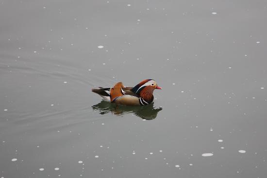 佳能24-105mm镜头样片