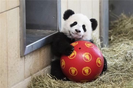激萌!奶妈收走玩具小马大熊猫福顺怒而打滚 连每天充电两小时,通话5分钟的小灰灰,为数不多醒来的时间,都在玩球……