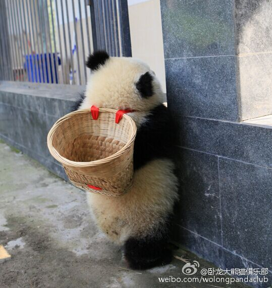 激萌!奶妈收走玩具小马大熊猫福顺怒而打滚