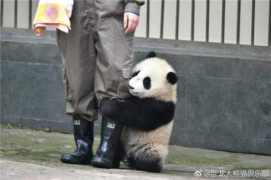 激萌!奶妈收走玩具小马大熊猫福顺怒而打滚 这么一想,福顺宝宝可能追的并不是汗血宝马,而是奶妈的腿啊……