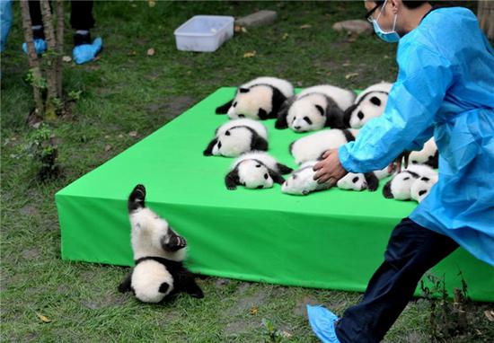 激萌!奶妈收走玩具小马大熊猫福顺怒而打滚 这不,今天@iPanda熊猫频道 就曝光了一只大庭广众之下撒泼打滚的网红熊。