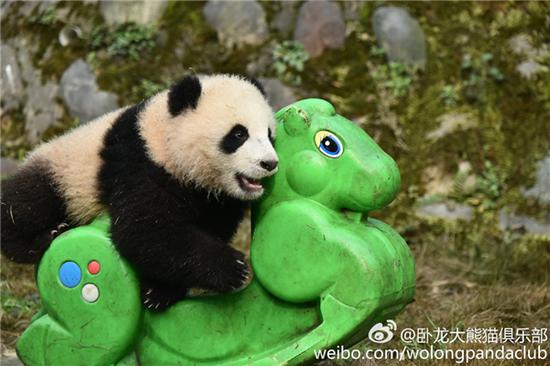 激萌!奶妈收走玩具小马大熊猫福顺怒而打滚 有些熊平衡能力差一些,需要奶爸奶妈扶着~