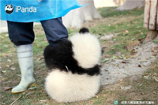 激萌!奶妈收走玩具小马大熊猫福顺怒而打滚