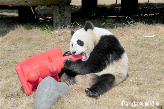 激萌!奶妈收走玩具小马大熊猫福顺怒而打滚 小马这么好玩,大家都抢着骑。