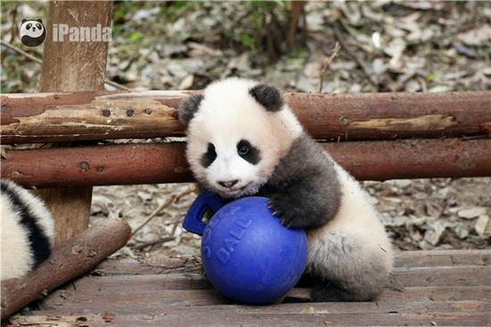 激萌!奶妈收走玩具小马大熊猫福顺怒而打滚 啊好喜欢,抱抱!