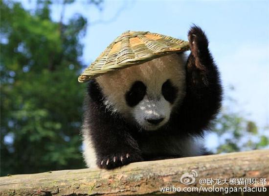 激萌!奶妈收走玩具小马大熊猫福顺怒而打滚 要说它们最喜欢的玩具,那可能是奶爸奶妈的大腿……