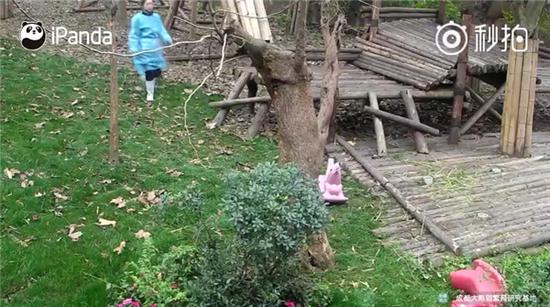 激萌!奶妈收走玩具小马大熊猫福顺怒而打滚 奶妈拖走了违章的车辆,上一秒还隐身小树林的福顺,用它此生最快的速度瞬间扑了出来……