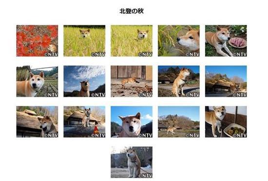 铁腕dash:16岁零5个月的表情包柴犬北登逝世日网友哀悼