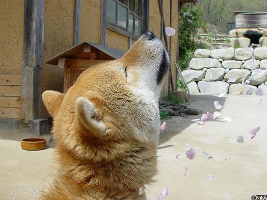 铁腕dash:16岁零5个月的表情包柴犬北登逝世日网友哀悼