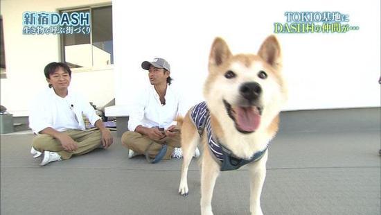 铁腕dash:16岁零5个月的表情包柴犬北登逝世日网友哀悼