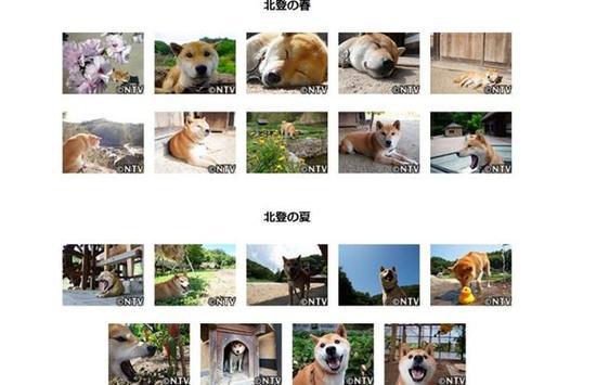 铁腕dash:16岁零5个月的表情包柴犬北登逝世日网友哀悼