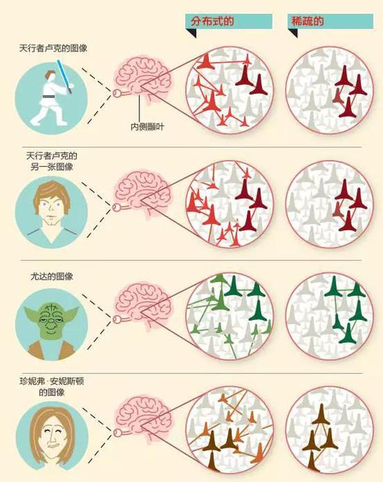 在大脑中，记忆如何编码？神经科学家提出了两种对立的理论，但一直没有定论。一种理论认为，每一个记忆——例如天行者卢克的图像——都是零散地分布式存储在数百万甚至数十亿个神经元中。近年来，另一种理论已经得到更多科学家的认可。这种理论认为，神经元对记忆的编码是“稀疏”的，大约几千个神经元就可以表示一幅图像。当卢克的图像出现时，不管距离远近，这些神经元中的每一个都会兴奋。这群神经元中的一部分（不是全部）也会对与卢克有关的另一个角色——尤达的图像兴奋。与此类似，另一群神经元会对女影星珍妮弗· 安妮斯顿的图像兴奋。