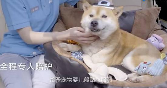 宠物快递:菜鸟推出宠物快递服务:比人类服务高端多了