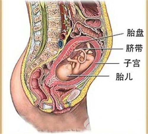后悔吃了紫河车