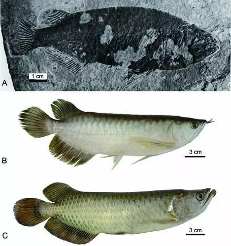 图3 中华金龙鱼化石（A）与东南亚的美丽金龙鱼（B）及澳大利亚的雷卡德金龙鱼（C）对比（张江永供图）