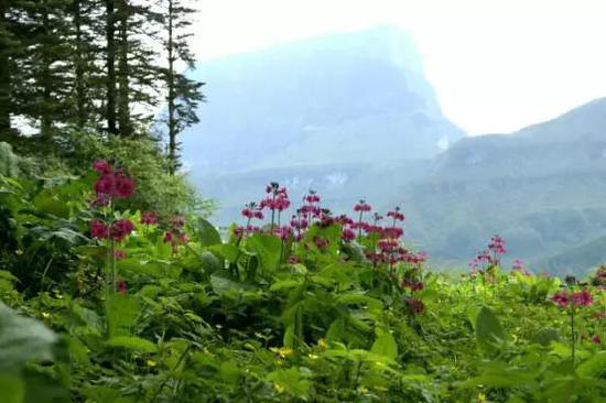 瓦山高耸的绝壁下的“转转花”，摄影：榕嘉