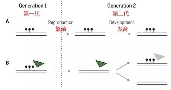 ?图10：遗传过程中的复制与重建