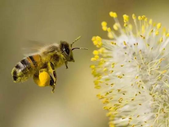 ▲沾满花粉的蜜蜂（图片来源：蝌蚪五线谱）