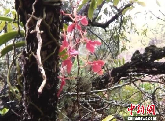植物中的熊猫:云南发现植物中的“熊猫”火焰兰现存不足十株 图为视频截图,中国濒危珍贵植物——火焰兰。 杨晓国 摄